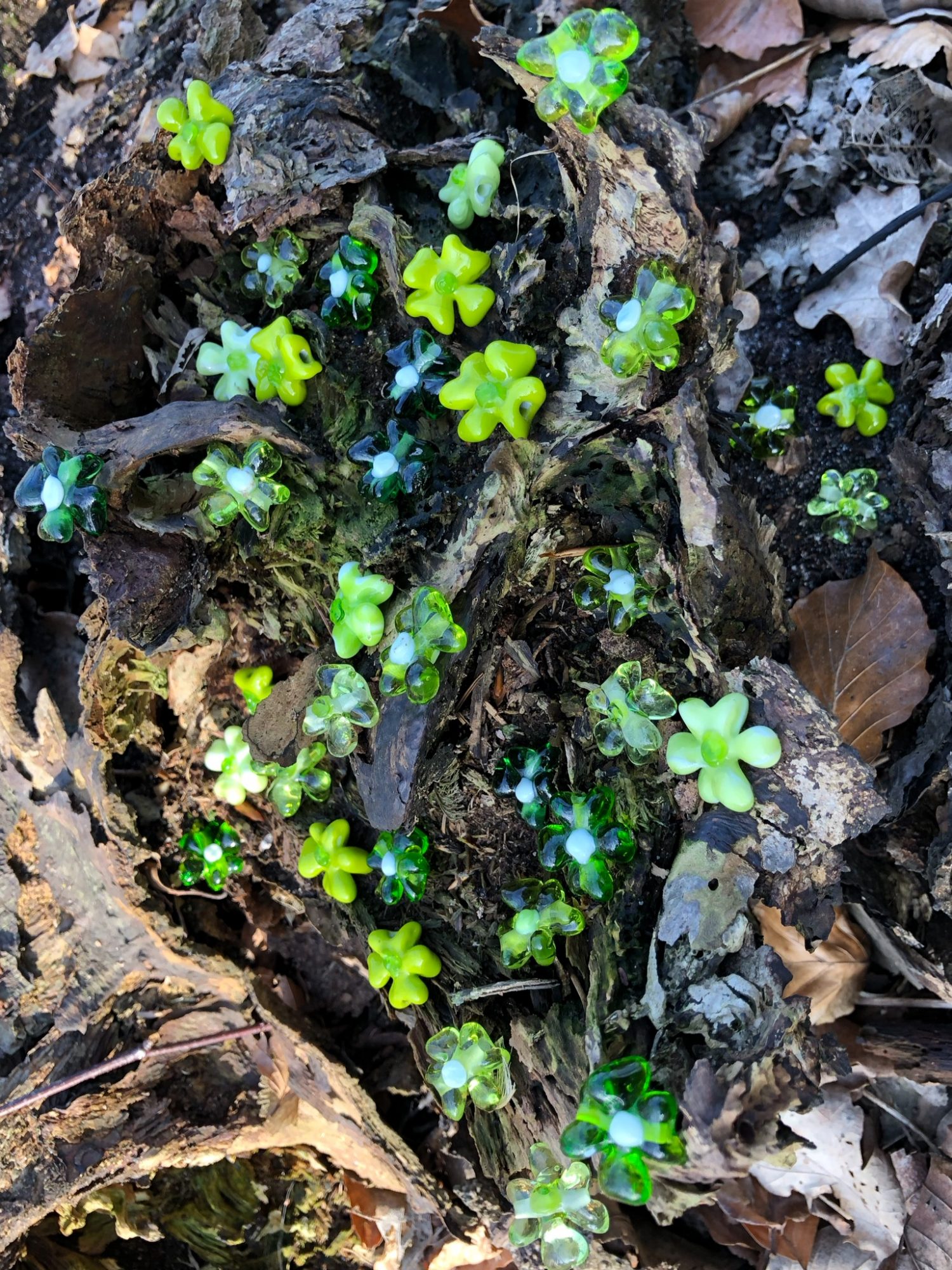 Grønne blomster i skovbunden